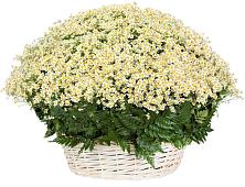 Цветочная композиция из Ромашки в корзине #REPLACE_PRED# Улькан